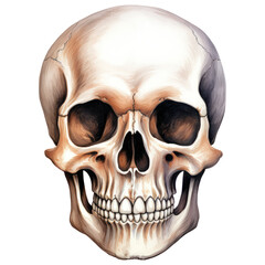 Fototapeta premium Watercolor Skull Human Head, Eerie, Horror, Spooky Halloween, Anatomy. Isolated on Transparent Background. Generative AI