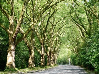 A road leads through an avenue of gnarled plane trees 