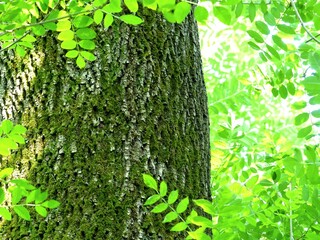 The bark of an ash tree surrounded by its leaves