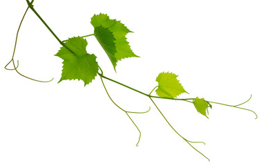 Greenery. Vine branch, isolated without shadow. Traditional winery culture and winemaker business.
