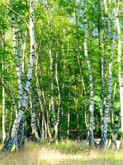 Sun-drenched birch trees on a grassy ground