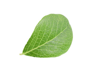 Fototapeta na wymiar One green blueberry leaf isolated on white