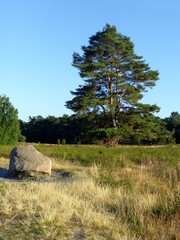 A rock in front of a tall-grown pine tree on a late summers day in a national park.