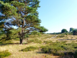 A beautiful pine tree on a late summers day in a national park
