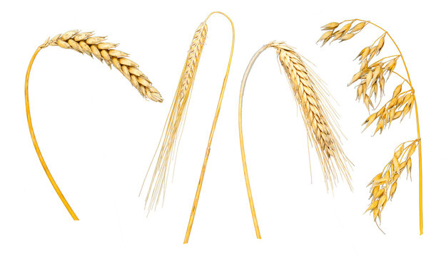 Set von Getreide, Weizen, Roggen, Gerste und Hafer isoliert &uuml;ber transparentem Hintergrund