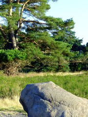 Meditative image with a stone in front of a pine tree.