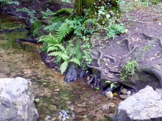 View on clear water at a rooty jungle shore