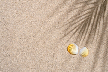 Fototapeta na wymiar Sea shells with palm leaves shadow on sand background 