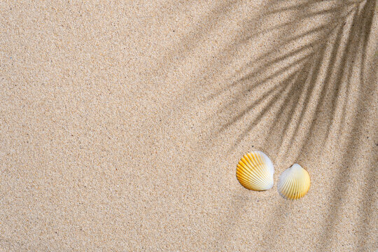 Beach Sand Shells Images – Browse 285,890 Stock Photos, Vectors, and Video