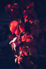 Red and orange autumn leaves background