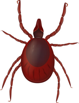 Realistic vector illustration of the Ixodida or ticks. Ixodes scapularis known as the deer tick or black-legged tick. 