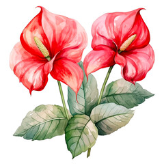 Water color red anthurium illustration png clip art