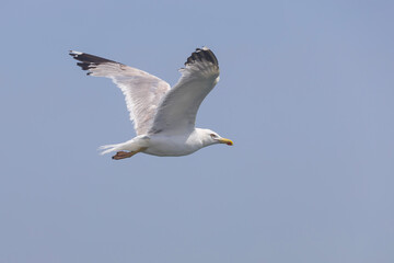 Fototapeta na wymiar Seagull flies in the sky,