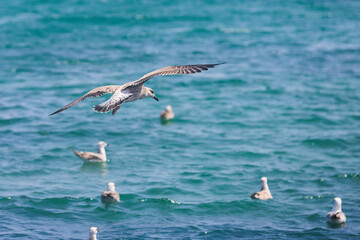 A flying seagull with open wings