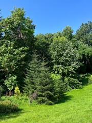 Obraz premium trees in the park