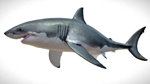 3d illustration of great white shark on white background HD quality 