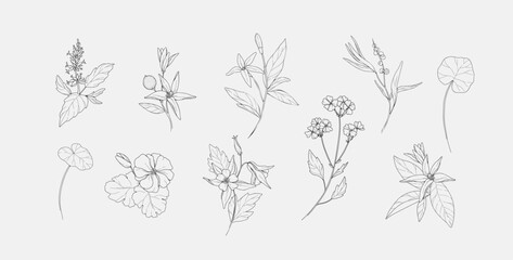 Fototapeta premium Vector hand drawn cosmetic herbs set. Vintage trendy botanical elements. Hand drawn line leaves branches and blooming. Vector trendy