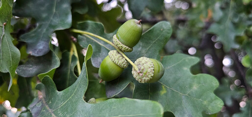 Acorns close-up on an oak tree