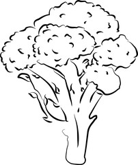 Broccoli Sketch Vegetable