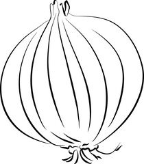 Onion Sketch Vegetable