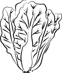 Lettuce Sketch Vegetable