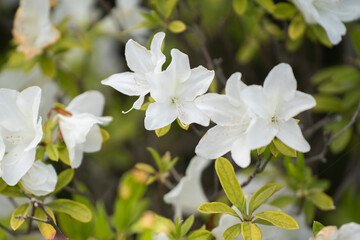 Obraz na płótnie Canvas 初夏に、花開く白いアザレア