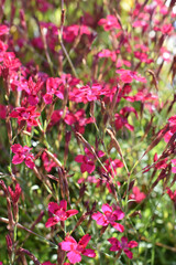 Dianthus deltoides the maiden pink flowering in a garden