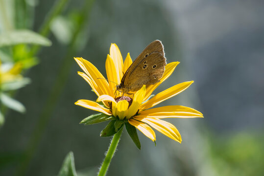 Ringlet (Aphantopus hyperantus) butterfly sitting on a yellow rudbeckia hirta flower in Zurich, Switzerland