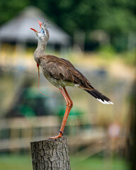Wildlife at Knowsley Safari Park near Preston in the UK