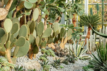 Fototapeta premium Cacti in the plant house in the villa gardens in Ueberlingen