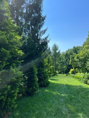 Big trees in the park