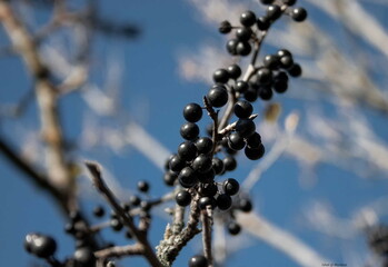 black wild berries
