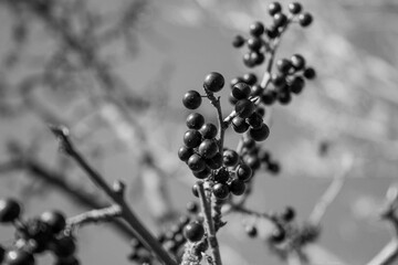 black wild berries