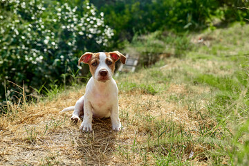 Jack Russell terrier puppy playing outdoor. Cute adorable white doggy with funny brown fur stains sitting on green grass in the garden.