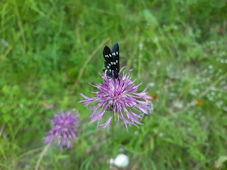 Butterfly on purple flower, nature