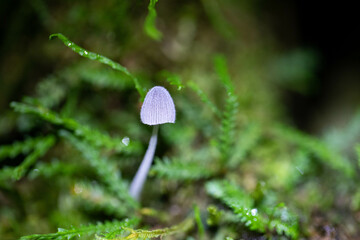 Small grayish-white fungus in the Ecuadorian Amazon, Mindo.