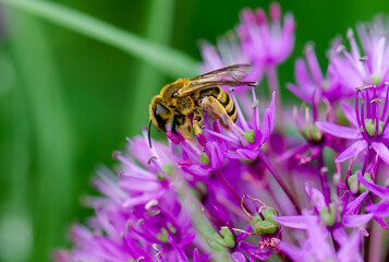 Close-up bee collects nectar from a purple wild onion flower, nature, natural background,...