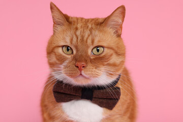 Cute cat with bow tie on pink background
