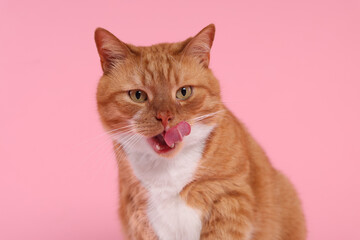Cute cat licking itself on pink background - obrazy, fototapety, plakaty