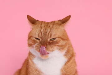 Fototapeta na wymiar Cute cat licking itself on pink background
