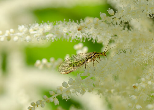 Lacewing (Chrysopa perla) close-up on a white astilbe branch, natur, insects.