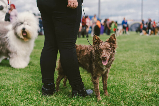 Mudi at a Dog Show