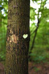 Heart on a tree in the forest. Heart shaped leaf on a tree.