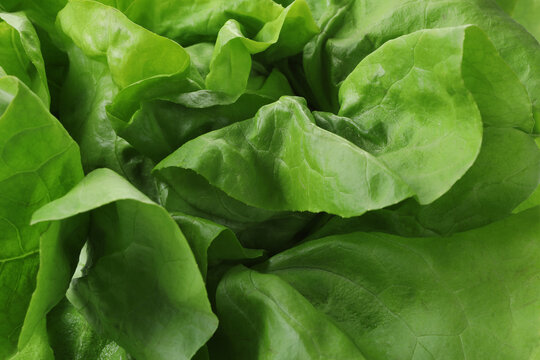 Fresh green butter lettuce as background, closeup