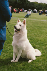 at a Dog Show