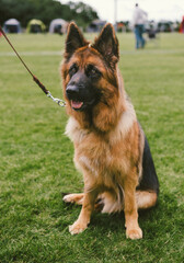 German Shepherd at a Dog Show