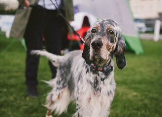 English Setter at a Dog Show