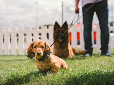 Miniature Dachshund Puppy at a Dog Show