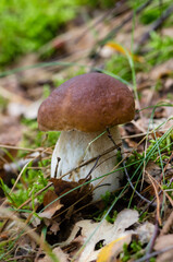 White mushroom close-up among the grass and dry foliage, nature, forest, mushroom hunting.