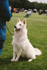 Swiss White Shepherd at a Dog Show
